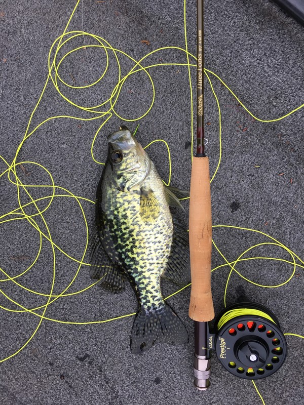 Brown bass next to a fishing rod, yellow line all over the ground.